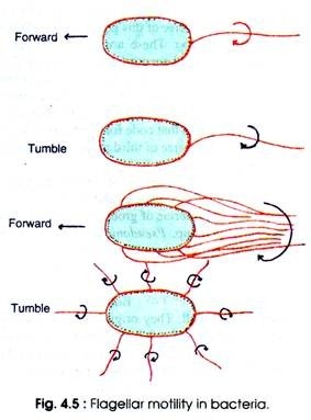 Flagellar motility in bacteria