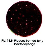 Plaques Fromed by a Bacteriophage