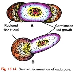 Germination of Endospore