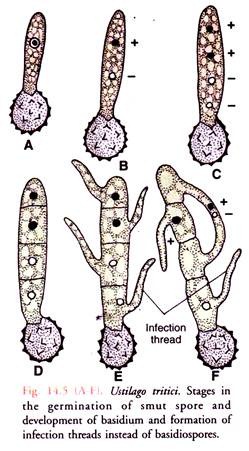 Urtilago Tritici