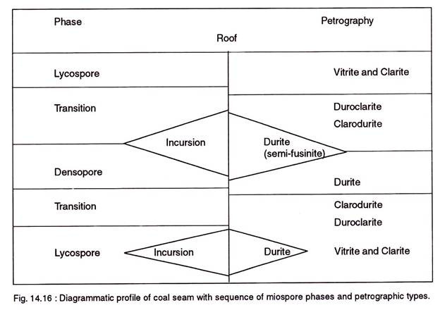 Profile of coal seam with sequence of miospore phase and petrographic types