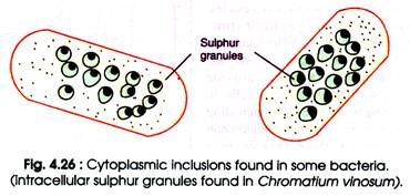 Cytoplasmic Inclusions