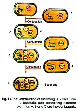 Construction of Superbug