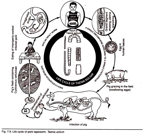 Life Cycle of Pork Tapeworm