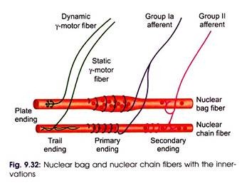 Nuclear bag and Chain Fibers with the Innervations