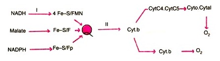 Electron transport pathways in Azotobacter