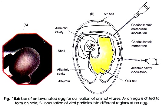 Use of Embryonated Egg