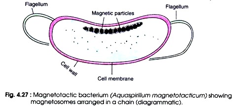 Magnetotactic Bacterium