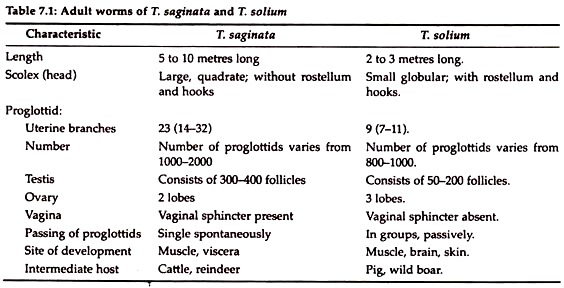 Adult Worms of T. saginata and T. solium