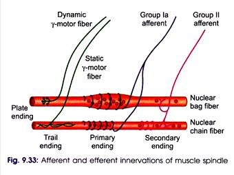 Afferent and Efferent Innervations of Muscle Spindle