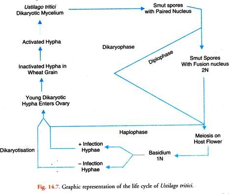 Life Cycle of Ustilago Tritici