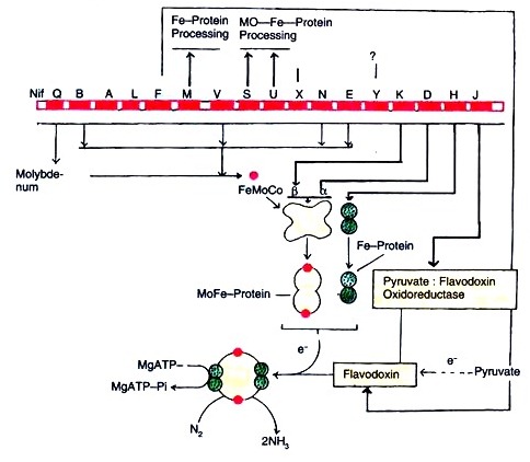 Regulation nitrogen fixation