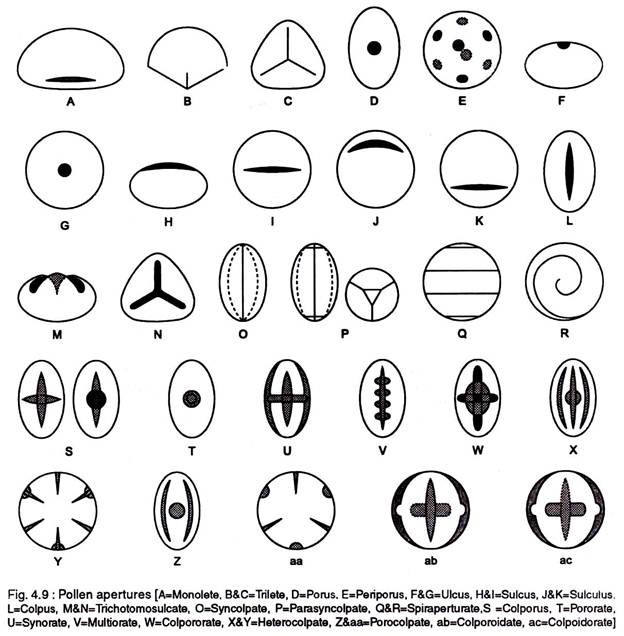 Pollen apertures