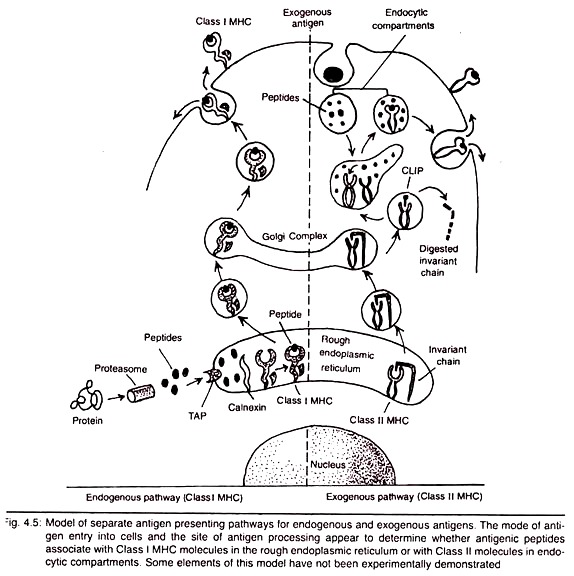 Model of Separate Antigen