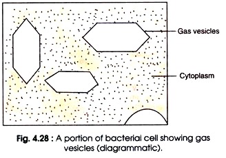 Portion of Bacterial Cell