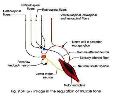 α- ϒ Linkage in the Regulation of Muscle Tone