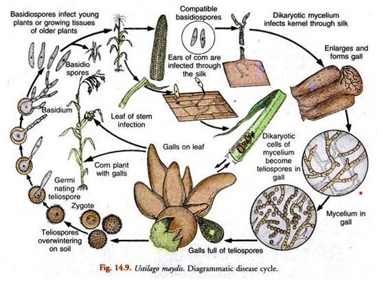 Diagrammatic Disease Cycle