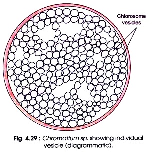 Chromatium sp.