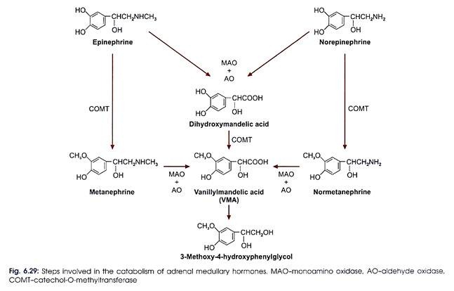 Steps Involved in the Catabolism of Adrenal Medullary Hormones