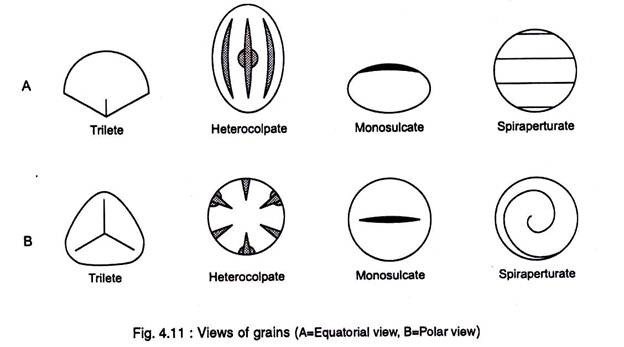 Equatorial and Polar Views of Grains