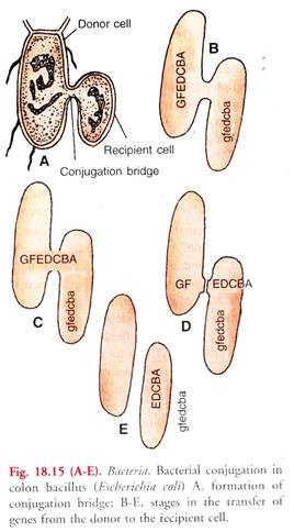 Bacterial Conjugation in Colon Bacillus