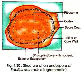 Structure of an Endospore