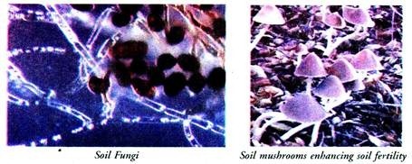 Soil Fungi and Soil Mushrooms