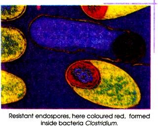 Resistant Endospores