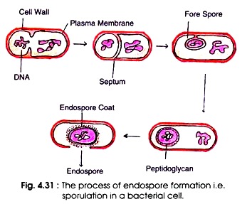 Process of Endospore Formation