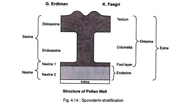 Structure of Pollen Wall