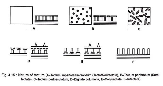 Nature of tectum