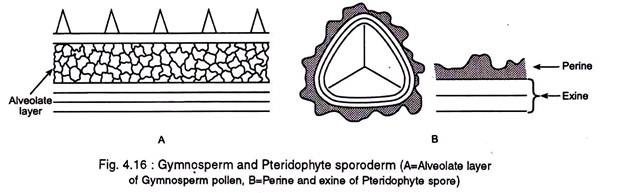 Gymnosperm and Pteridophyte Sporoderm