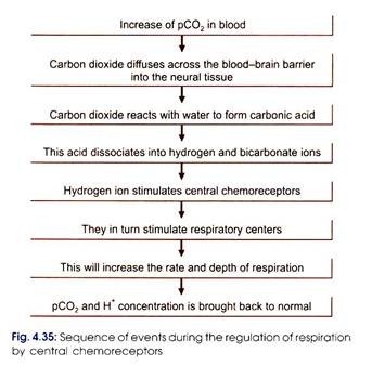 Sequence of eventsduring the regulation of respiration by central chemoreceptors