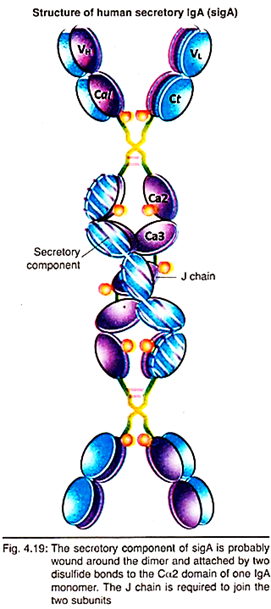 Secretory Component of sigA