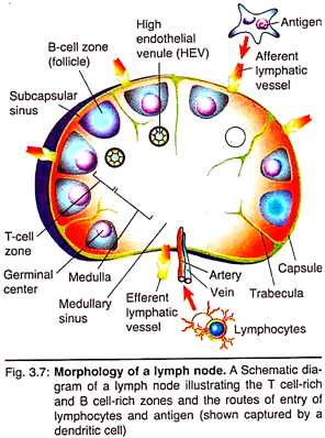 Morphology of a Lymph Node