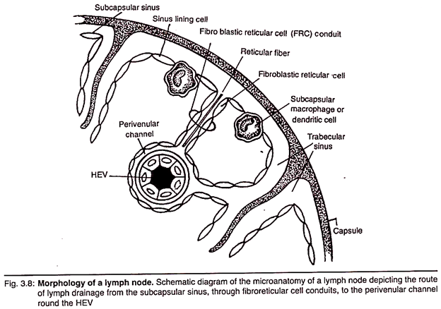 Morphology of a Lymph Node