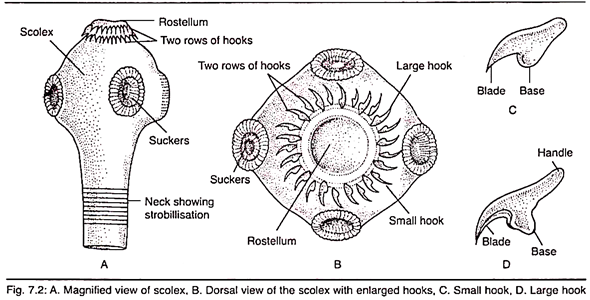 Scolex, Scolex with Enlarged Hooks, Small and Large Hook