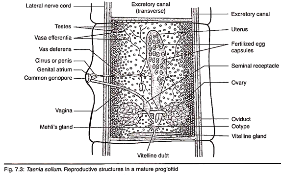 Reproductive Structures in a Mature Proglottid