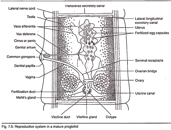 Reproductive System in a Mature Proglottid