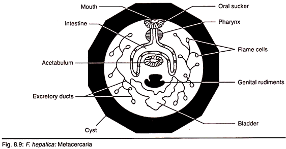 Metacercaria