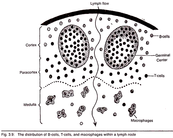 Distribution of B-Cells, T-Cells and Macrophages within a Lymph Node