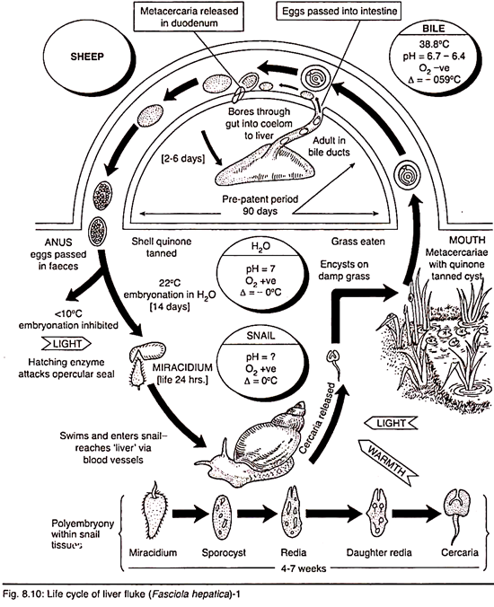 Life Cycle of Liver Fluke