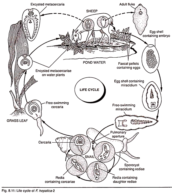 Life Cycle of F. hepatica 2