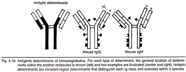 Antigenic Determinants of Immunoglobulins