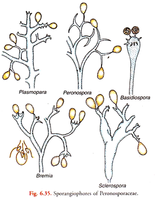 Sporangiophores of Peronosporaceae