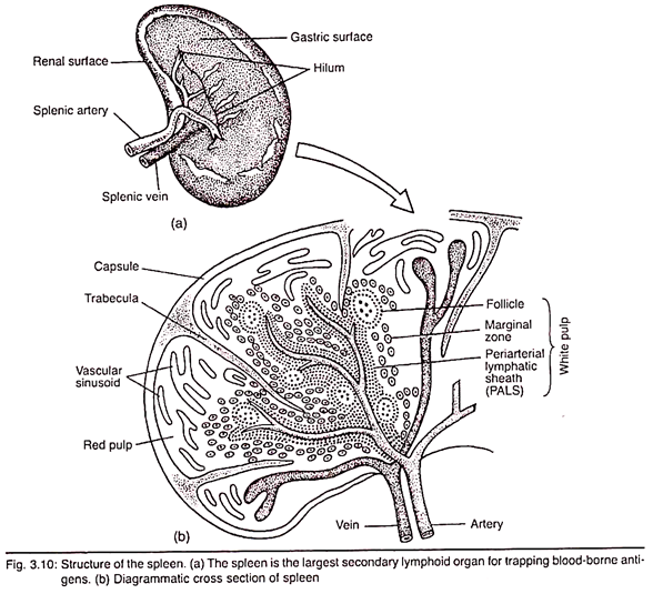 Structure of the Spleen