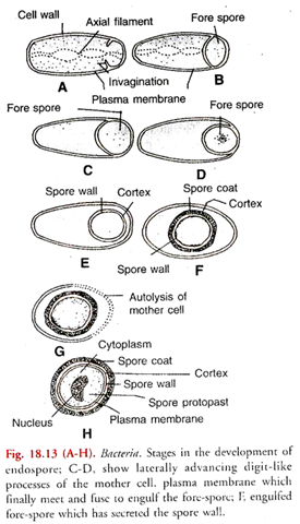 Stages in the Development of Endospore