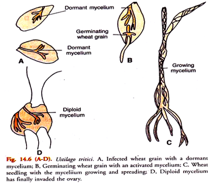 Ustilago tritici