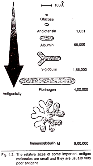 Relative Sizes of some Importannt Antigen Molecules