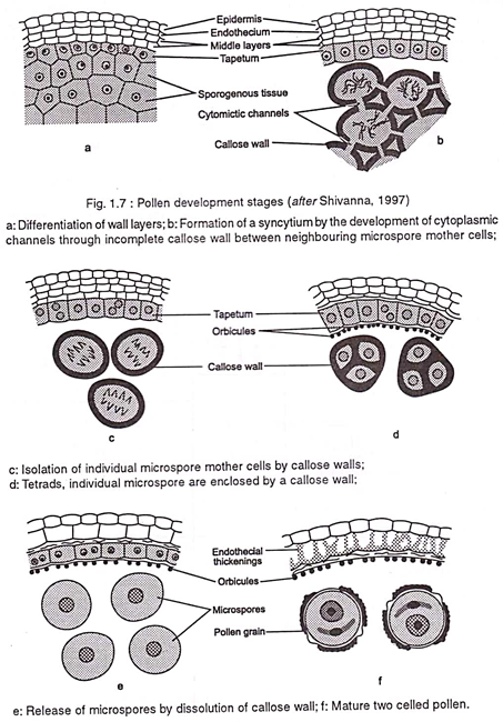 Pollen development stages